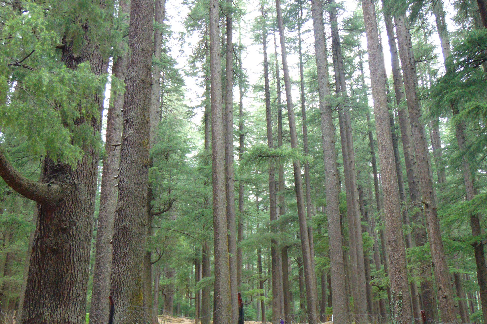 Himachal