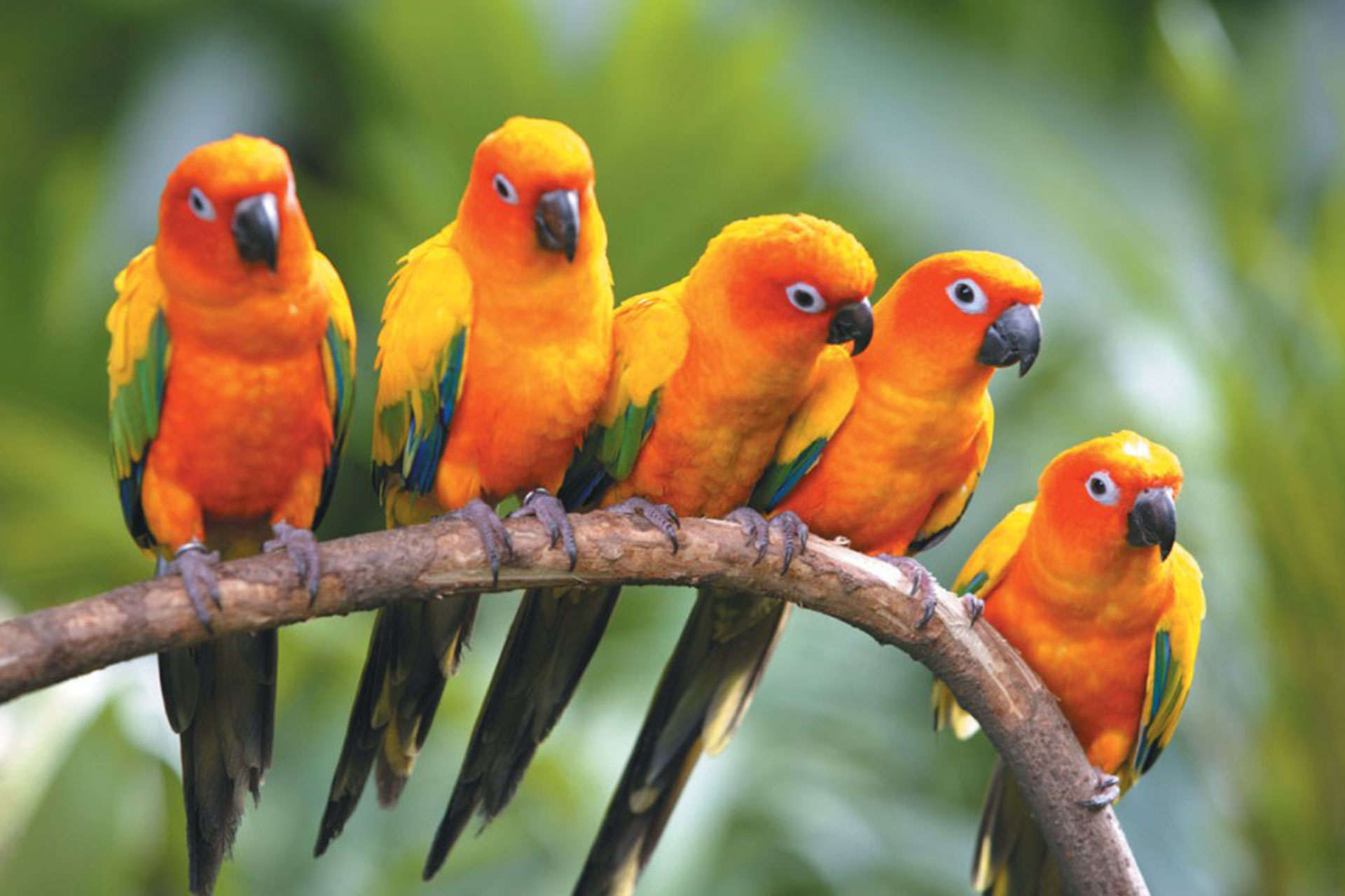 Singapore Bird Park